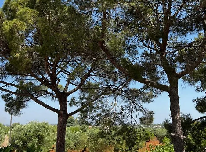 Masseria Concorrano Lejlighed *